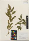 Foto von Salix humilis Marshall